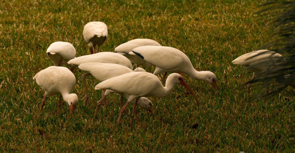 The Ibis Were Out in Force Today! by rickster549