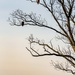 Eagle and Friend by jae_at_wits_end