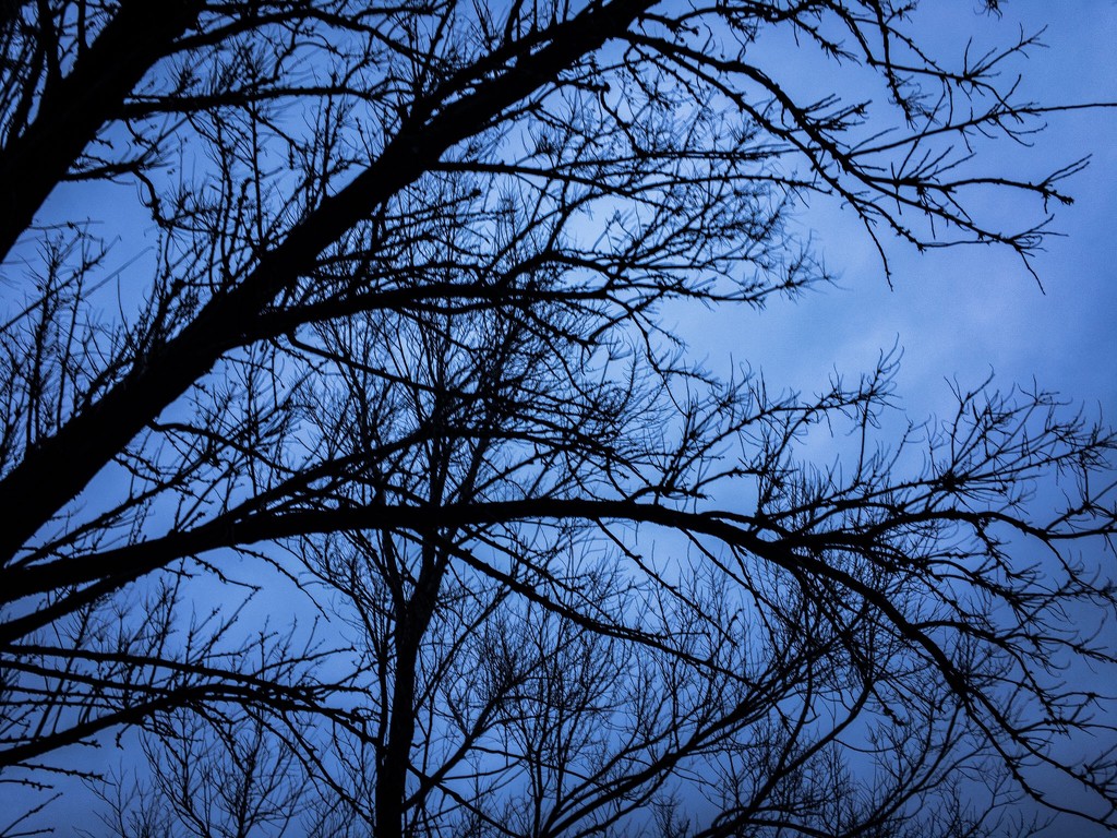 Gloomy morning tree by jeffjones