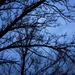 Gloomy morning tree by jeffjones