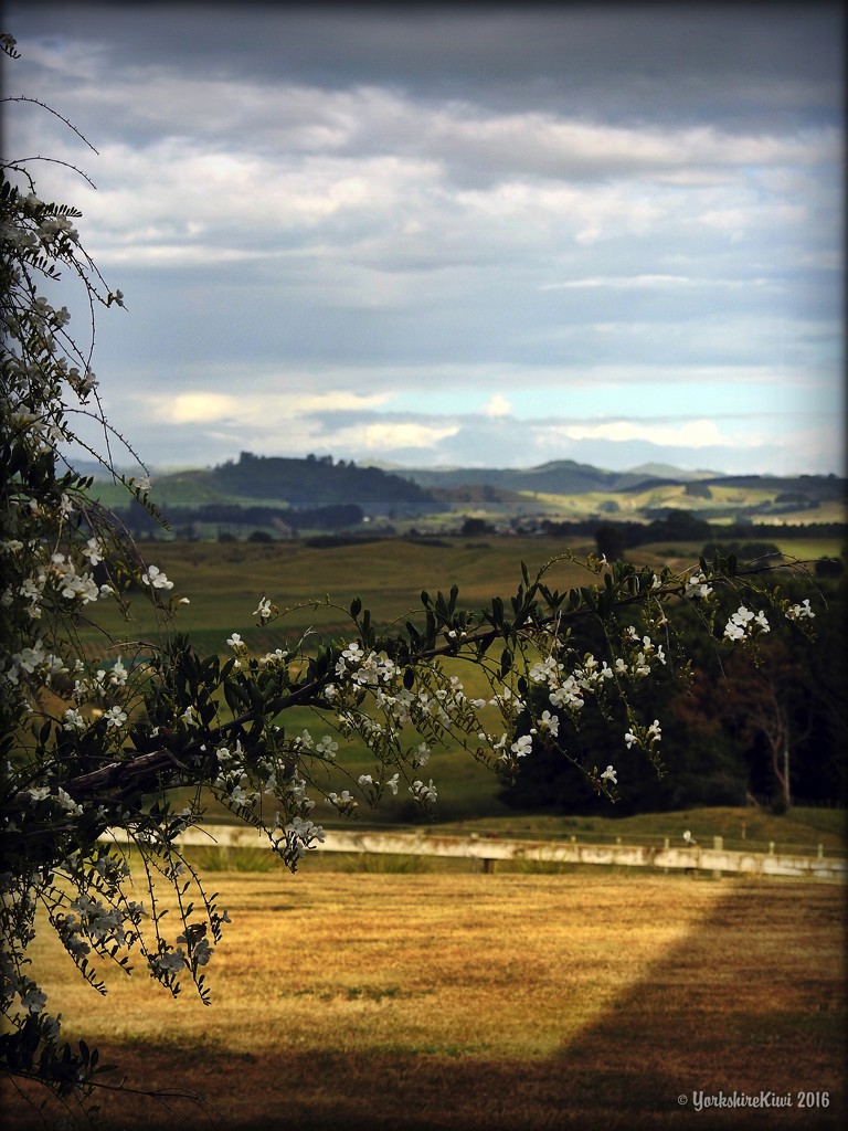 Waerenga View by yorkshirekiwi