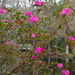 Azaleas, Magnolia Gardens, Charleston, SC by congaree