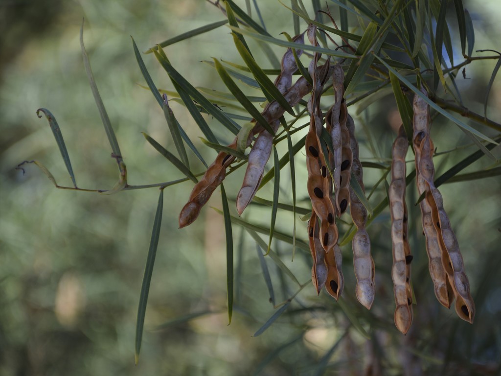 Seed Pods and Bokeh_DSC8544 by merrelyn