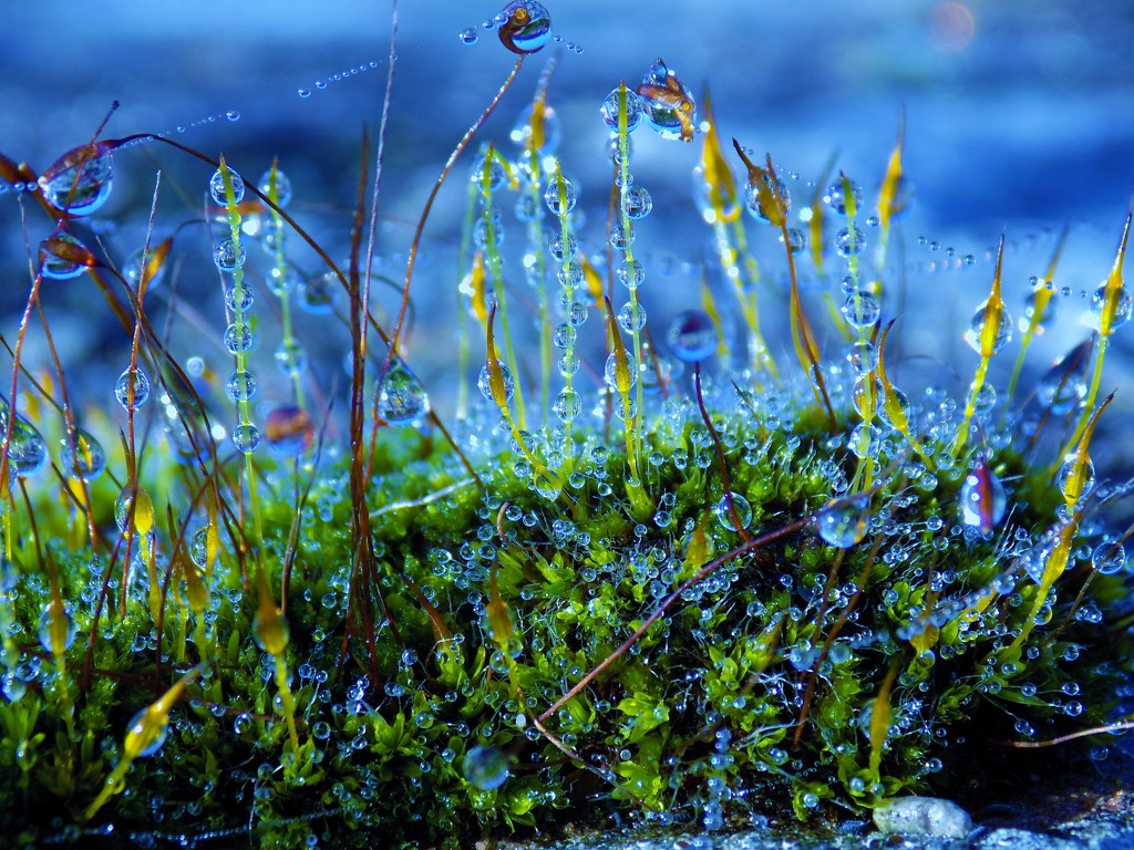 Moss by flowerfairyann
