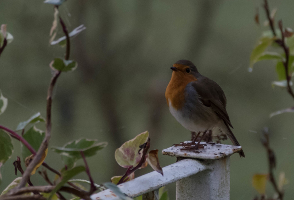 Morning Visitor by susie1205