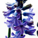 Hyacinthus by elisasaeter