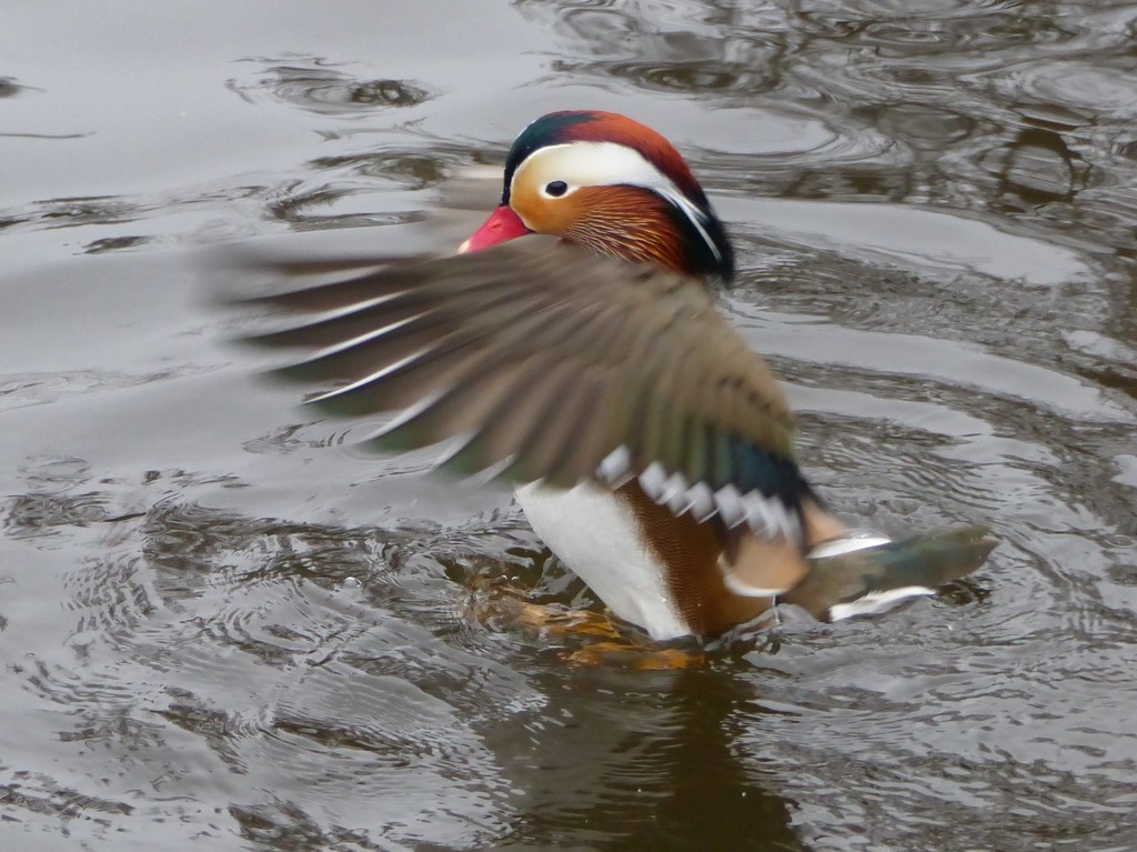 Mandarin Duck in a Flap by susiemc