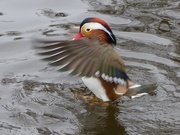20th Dec 2016 - Mandarin Duck in a Flap