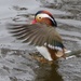 Mandarin Duck in a Flap by susiemc