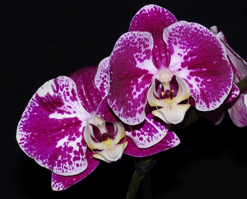 Orchid by susiemc