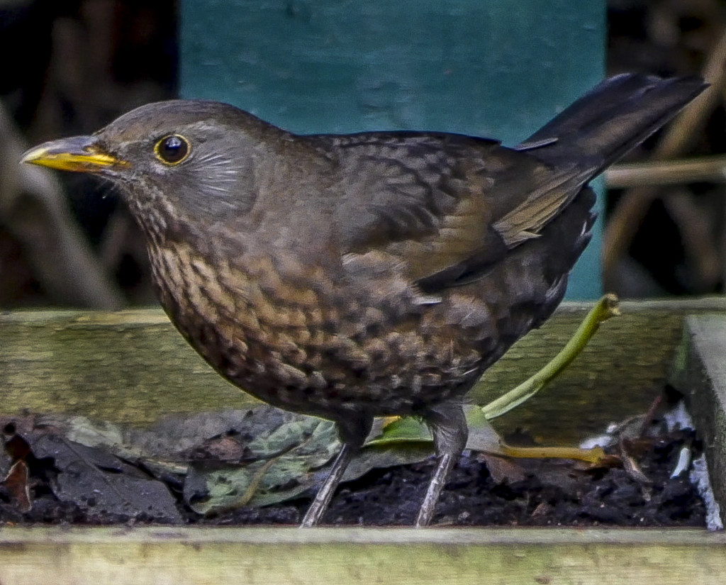 Female Blackbird by tonygig