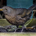 Female Blackbird by tonygig