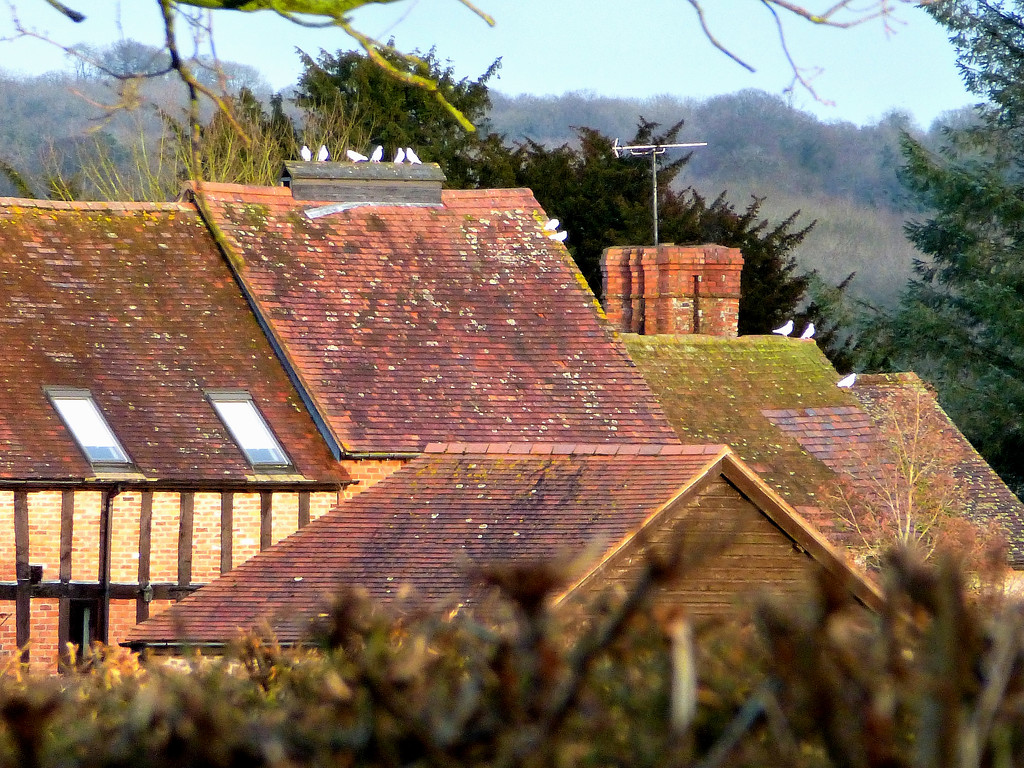 Doves on the rooftops... by snowy