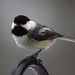 Black-capped Chickadee by skipt07