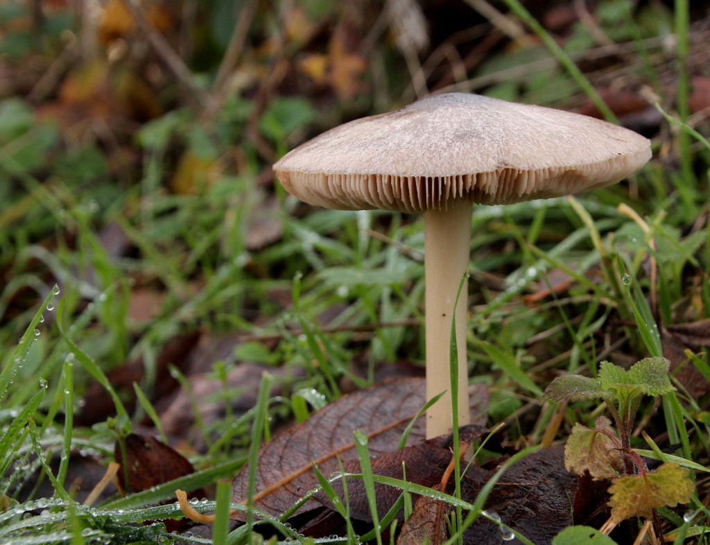 'Under a toadstool ... by busylady