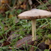 'Under a toadstool ... by busylady