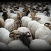 sheep by gijsje