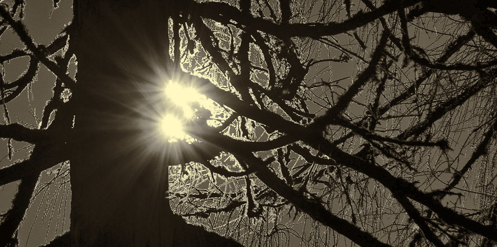 sun(s) nesting in a tree by jerome