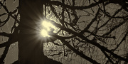 23rd Dec 2016 - sun(s) nesting in a tree