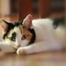 miss kitty by lynnz