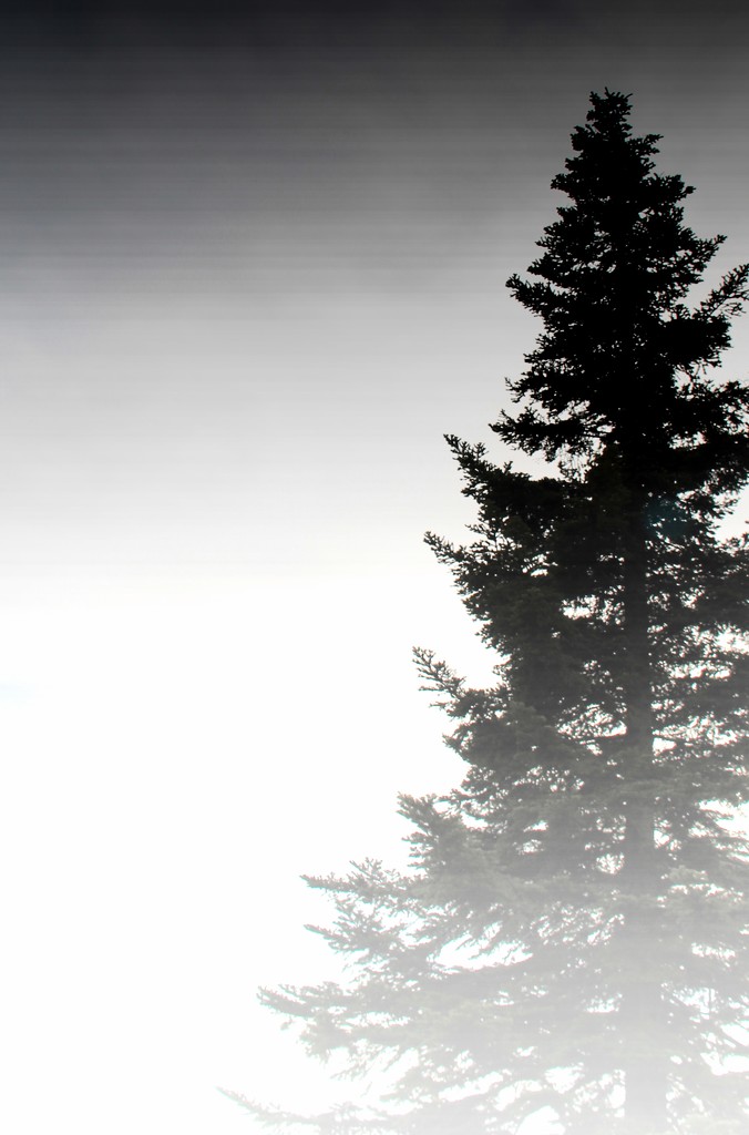 Cold Misty Morning  by digitalrn