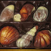 Belgium seashell by kerenmcsweeney
