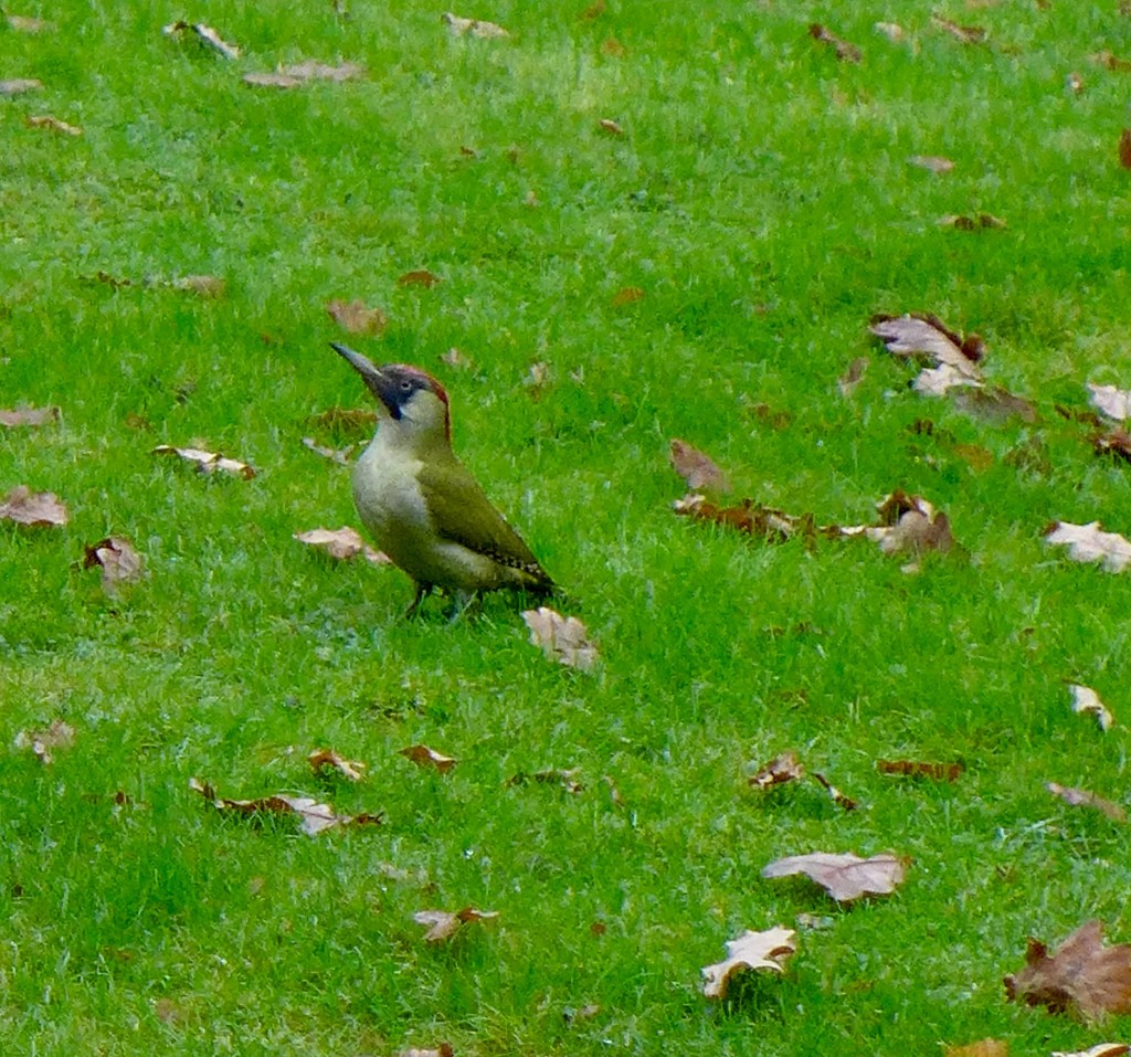 Green woodpecker by orchid99