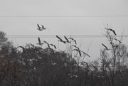 23rd Dec 2016 - Canadian Geese