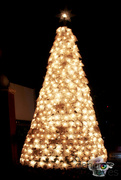 23rd Dec 2016 - Christmas Tree