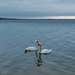 Swans a Swimming by rjb71