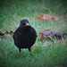 Mr Blackbird by carole_sandford