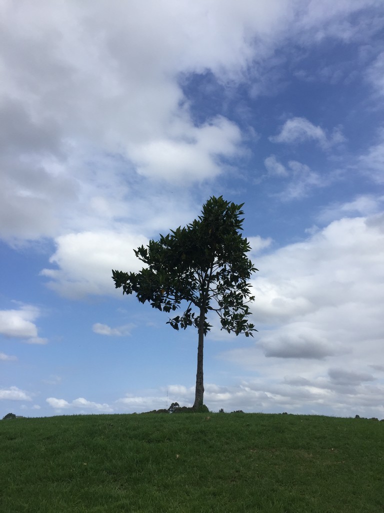 Tree by kjarn