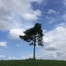 Tree by kjarn