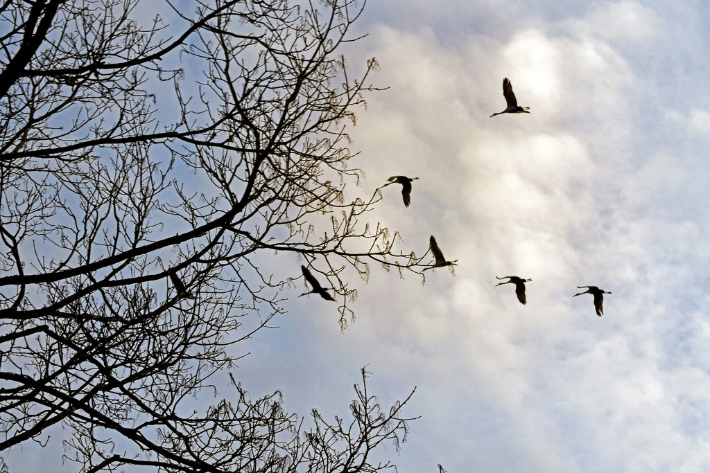 Sandhill Cranes Flying over Wheeler NWR by dsp2