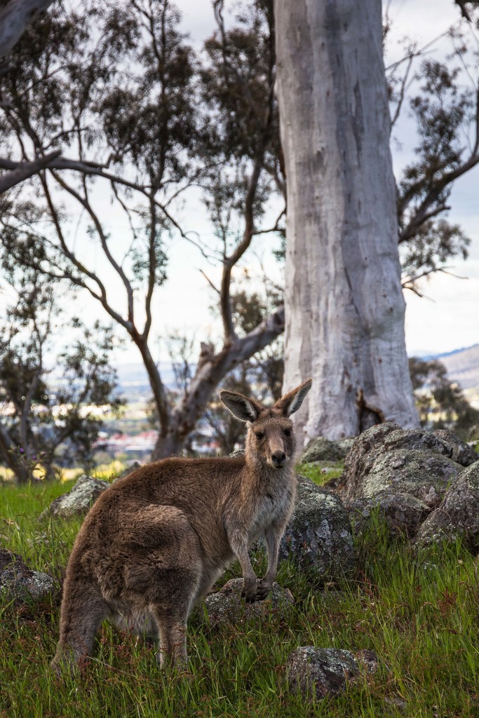 Skippy and a Gum tree by pusspup