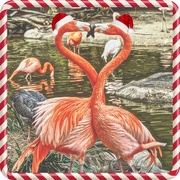 23rd Dec 2016 - Flamingo Friday - Spreading Good Cheer (or not)