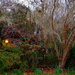 Magnolia Gardens by congaree