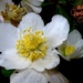 Helleborus niger - Christmas rose by julienne1