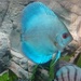 Turquoise discus by fbailey