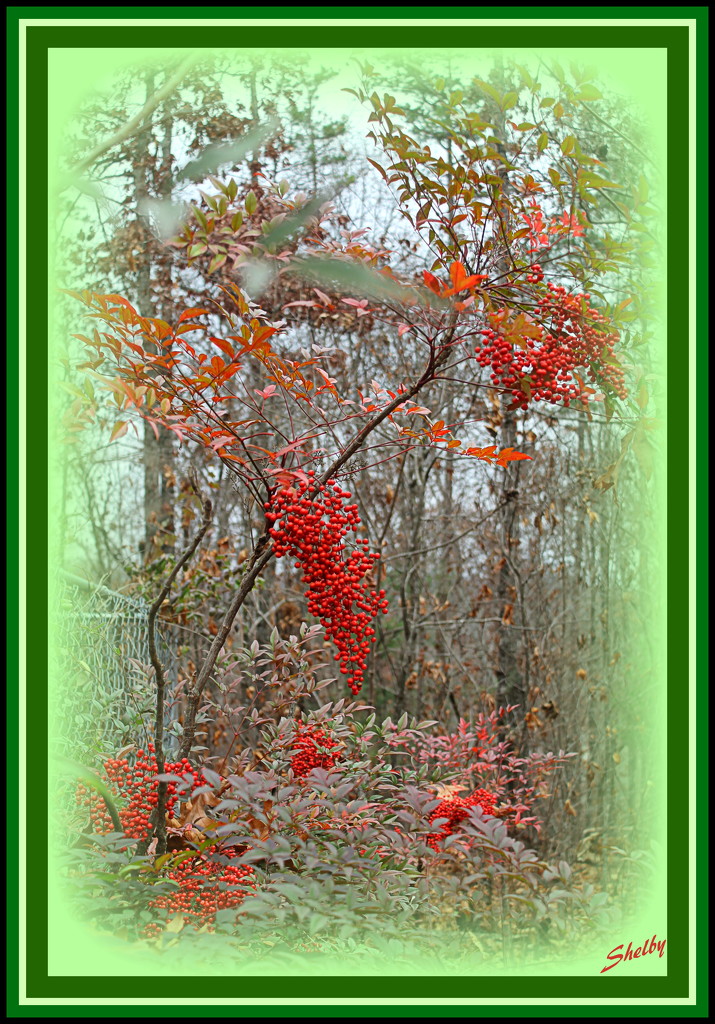Woods and Berries by vernabeth