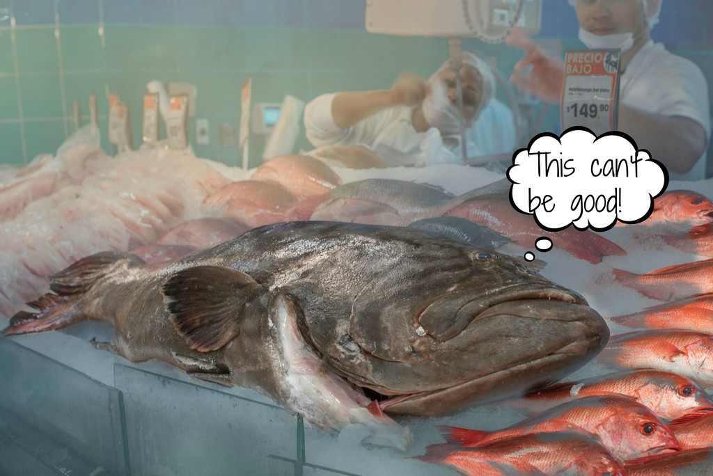 Big Fish Nightmare by taffy