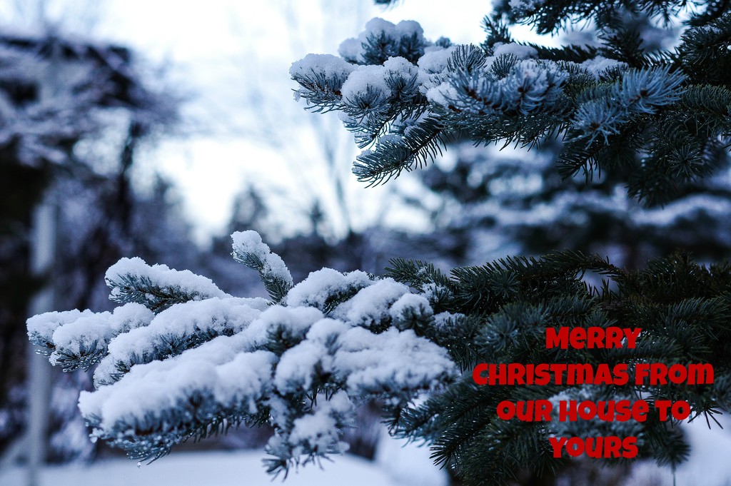 Merry Christmas to all my 365 friends! by radiogirl