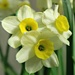 Narcissus . by wendyfrost