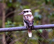 25th Dec 2016 - Kookaburra sits on the old wire fence ~