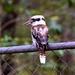 Kookaburra sits on the old wire fence ~ by happysnaps
