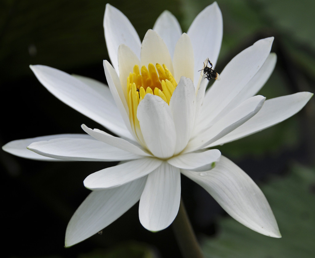 Water lilly with bug by ianjb21