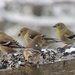 American Goldfinches by sunnygreenwood