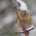 Healthy Bird! by sunnygreenwood