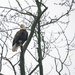 Bald Eagle on the left by rminer