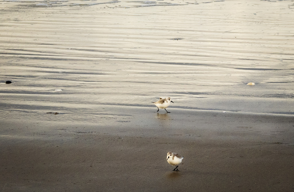 Snowy Plover On the Beach by jgpittenger